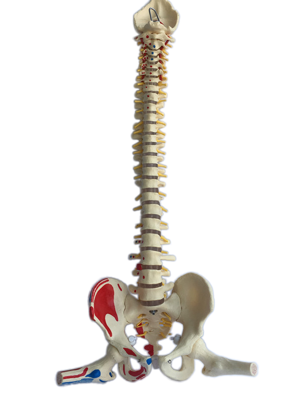 Modelo anatômico humano da coluna vertebral em tamanho real