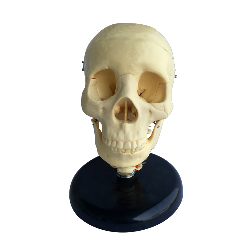 Modelo anatômico de crânio com coluna cervical