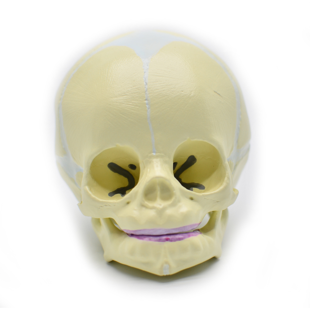 Modelo de Crânio Fetal / Crânio de Bebê