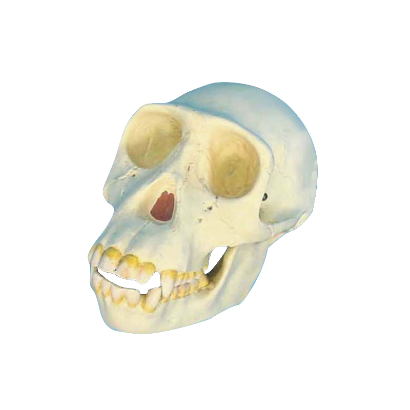 Modelo anatómico de cráneo de chimpancé