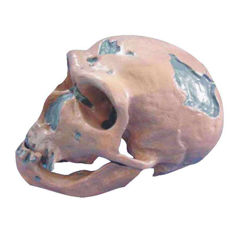 Modelo anatômico de crânio de Cro-Magnon
