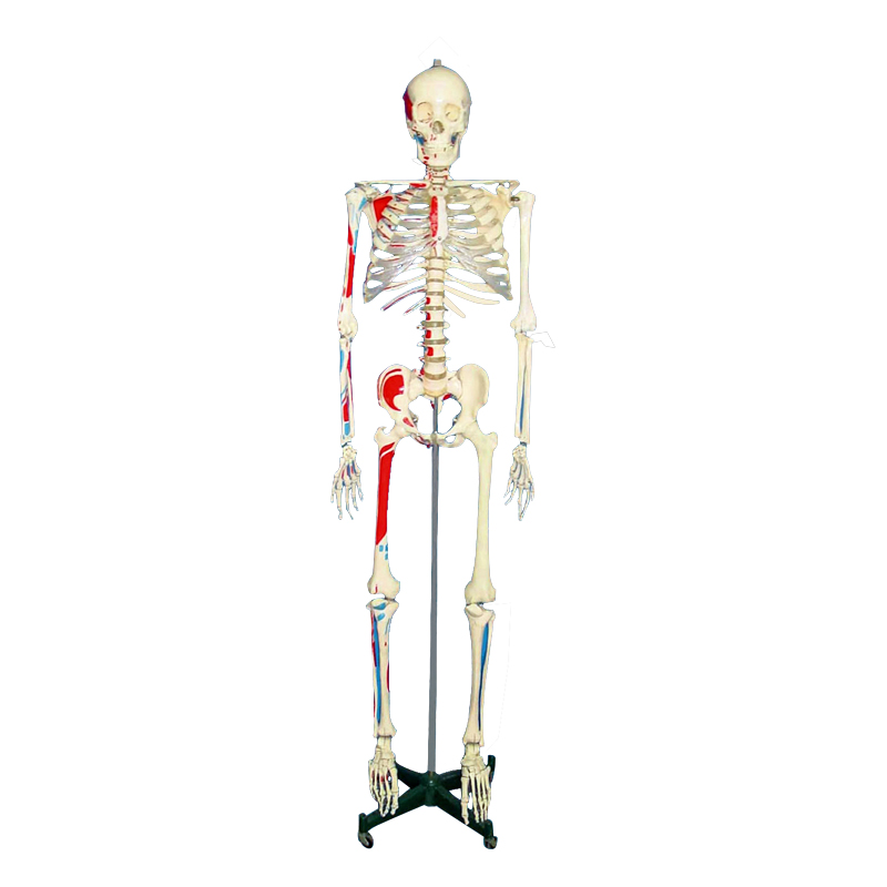 Modelo de esqueleto humano em plástico com ligamentos
