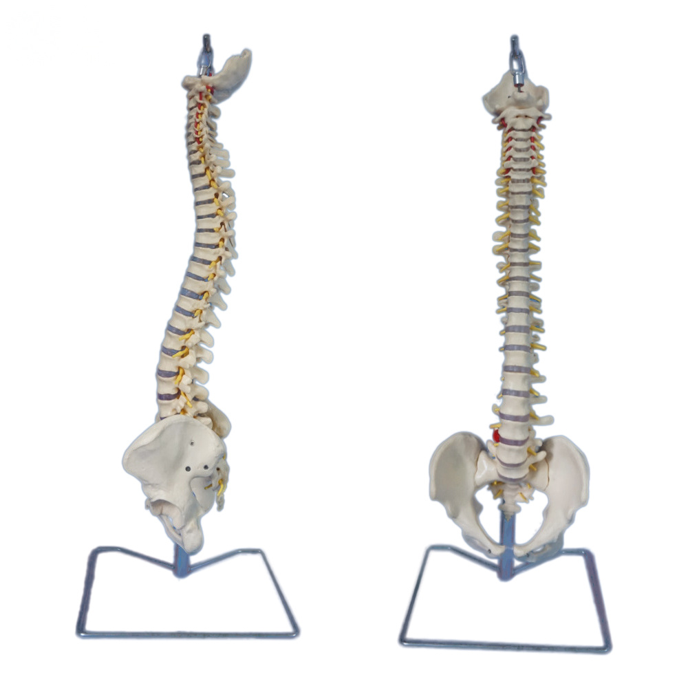 Modelo artificial de columna vertebral para enseñanza médica