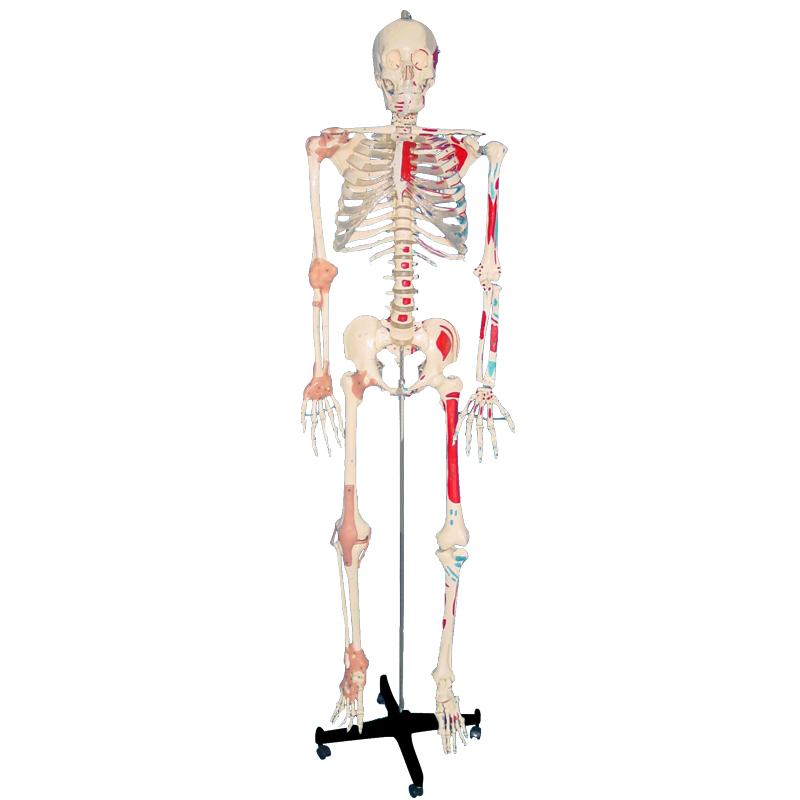 Modelo de esqueleto para ensino médico com ligamentos e musculatura pintada
