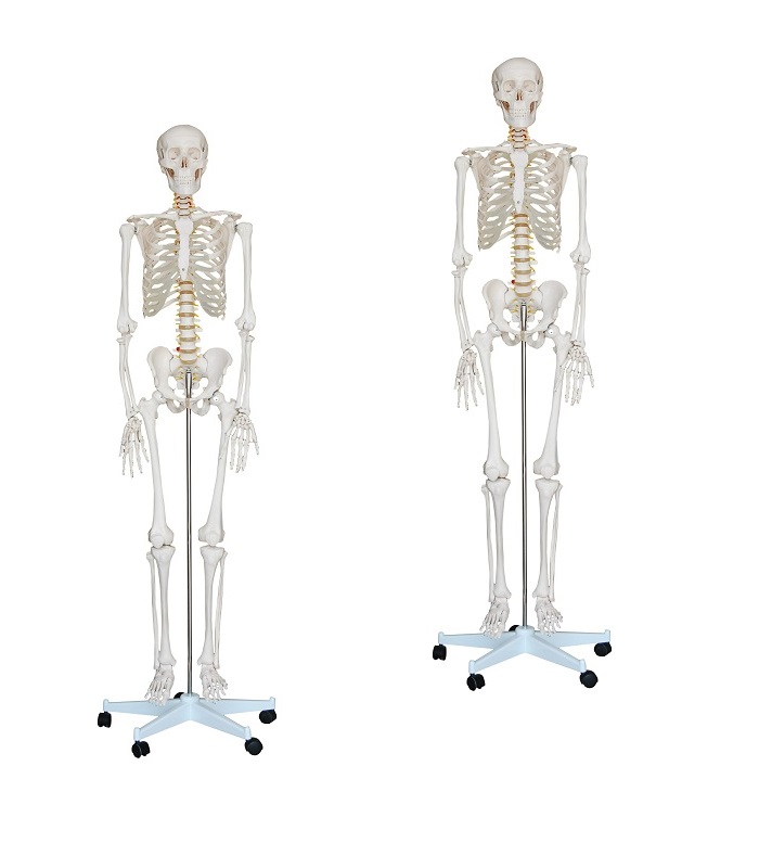 Modelo anatômico de esqueleto humano com esterno transparente