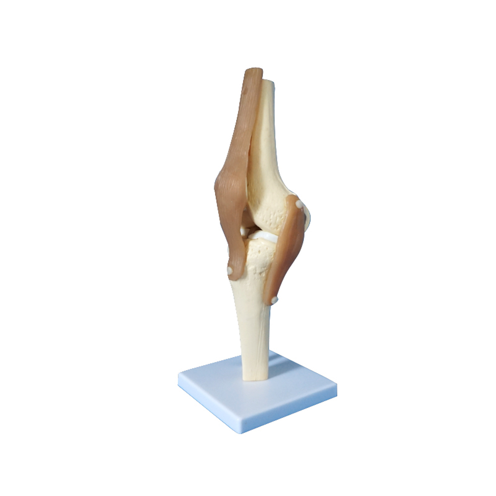 Modelo anatômico da articulação do joelho humano