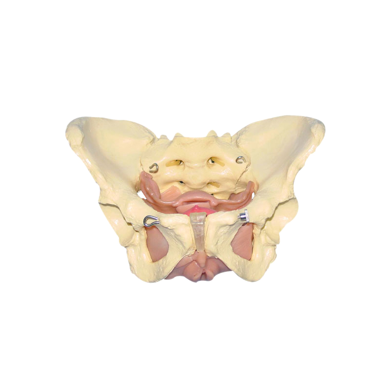 Modelo didático anatômico de pelve feminina