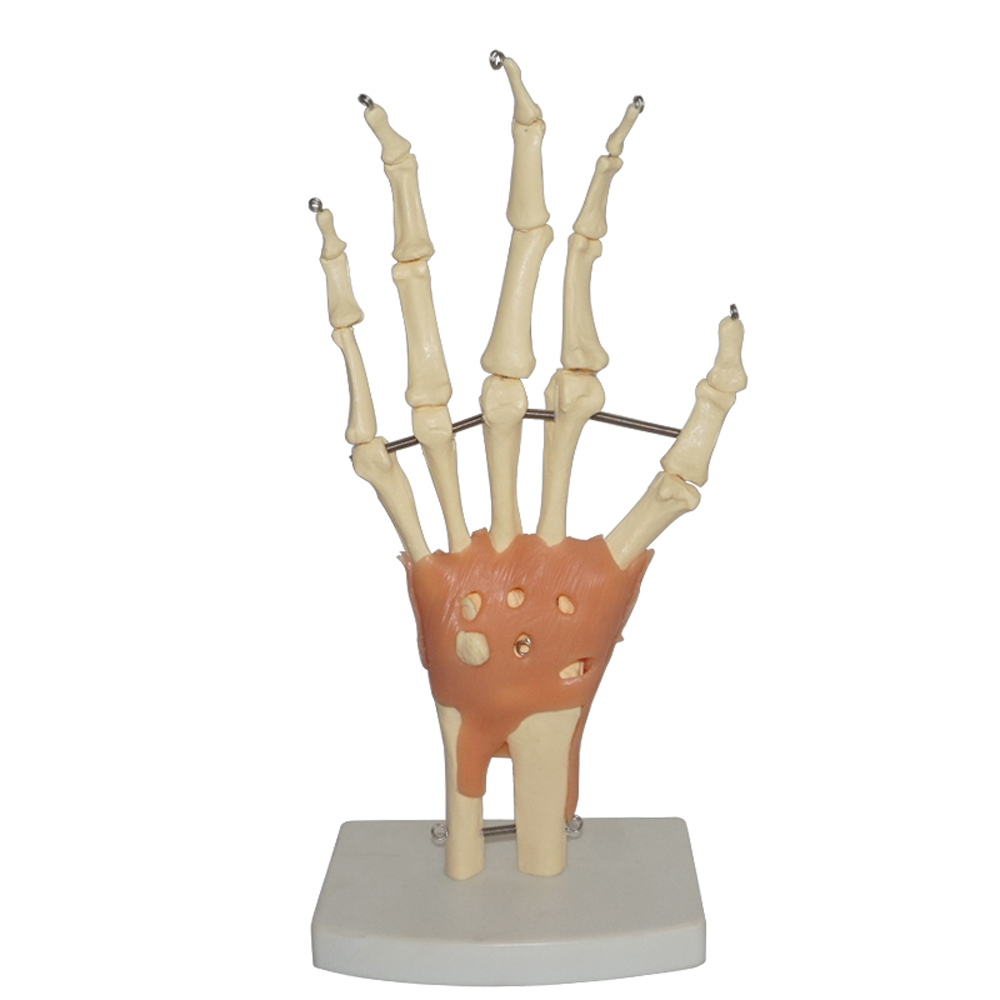 Modelo Anatômico do Esqueleto da Articulação da Mão Humana