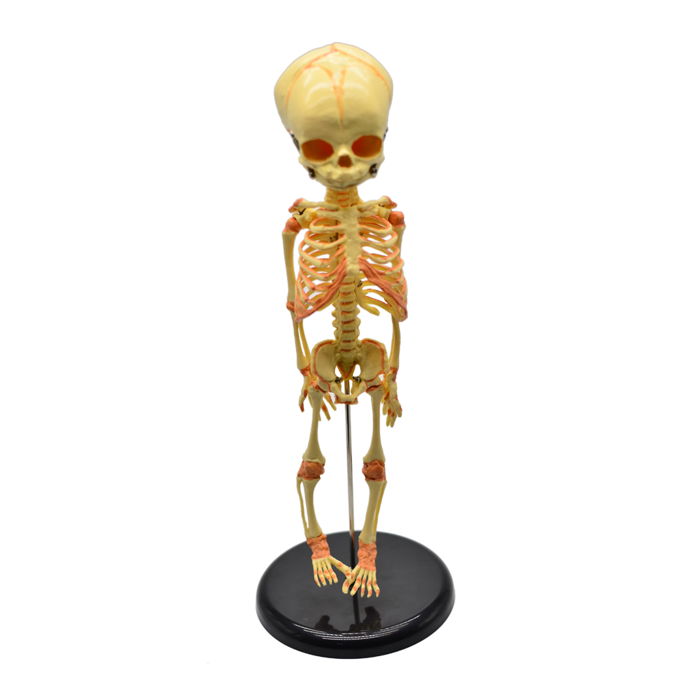 Modelo de Esqueleto Fetal Humano Articulado