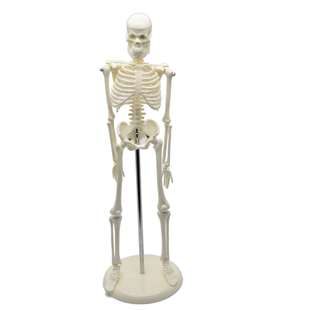 Modelo de Esqueleto Humano (45 cm) com Base de Plástico