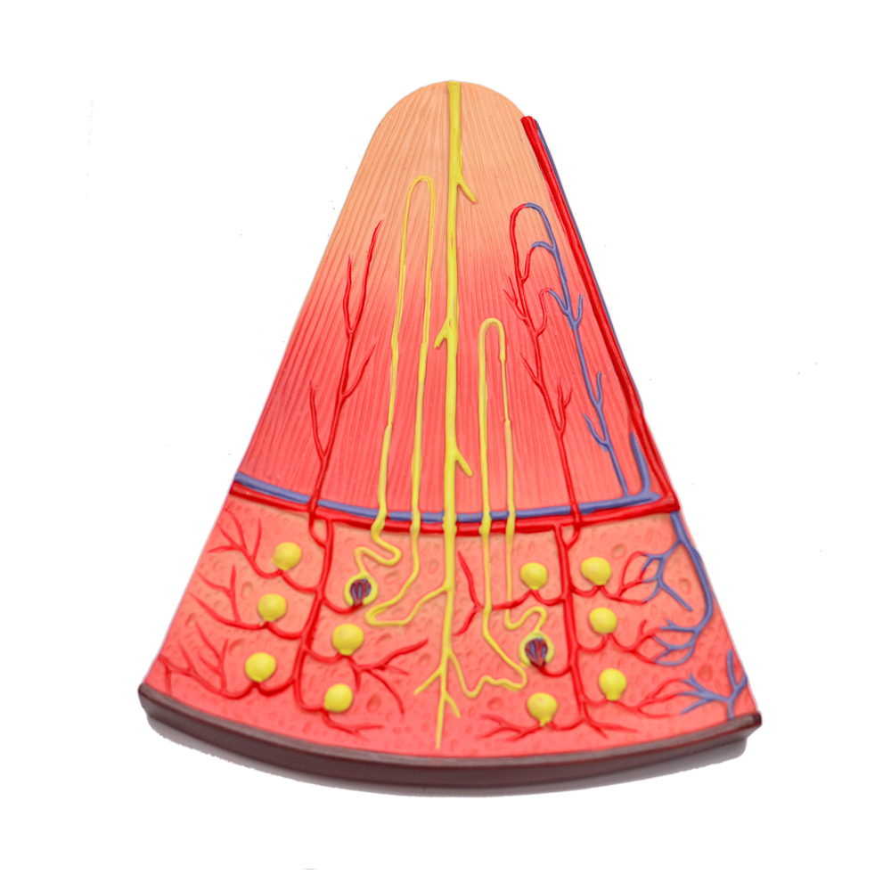 Modelo Ampliado de Néfron Renal Humano