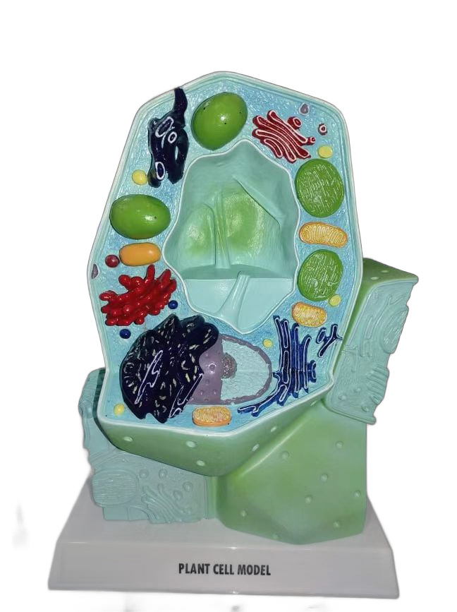 Modelo de célula vegetal