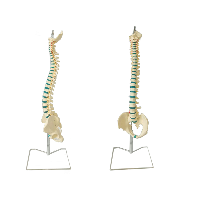 Modelo de coluna vertebral humana em plástico