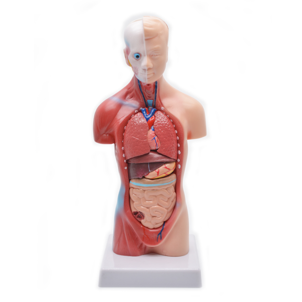 Modelo de torso humano (28 cm)