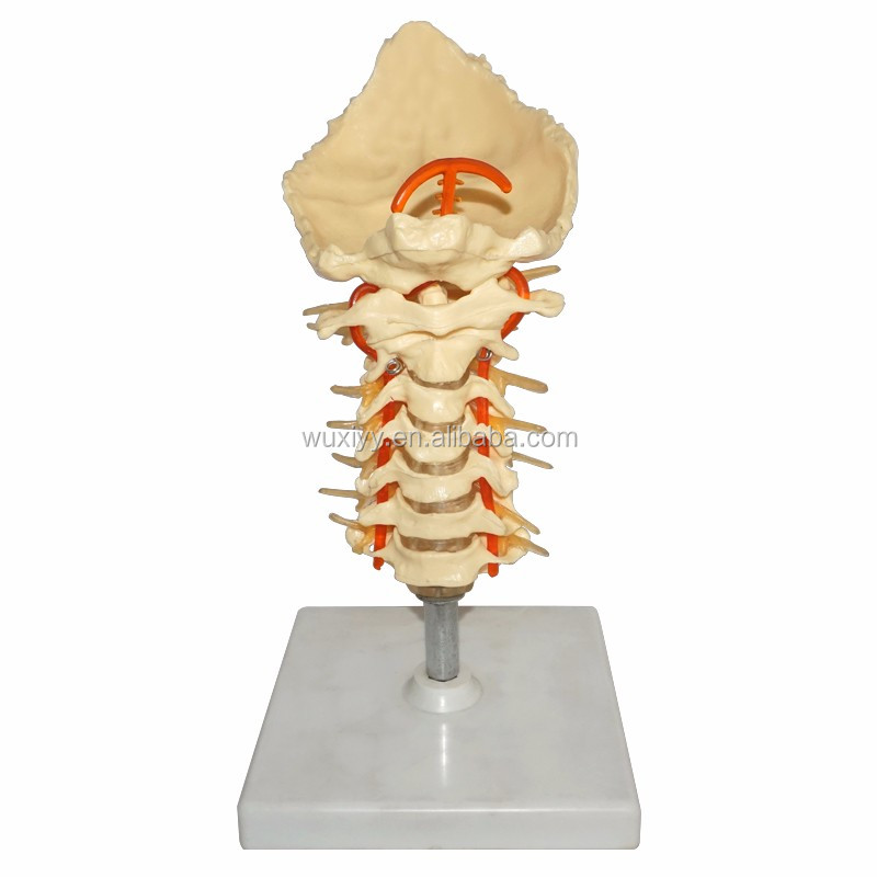 نموذج الفقرات العنقية مع العظم القذالي