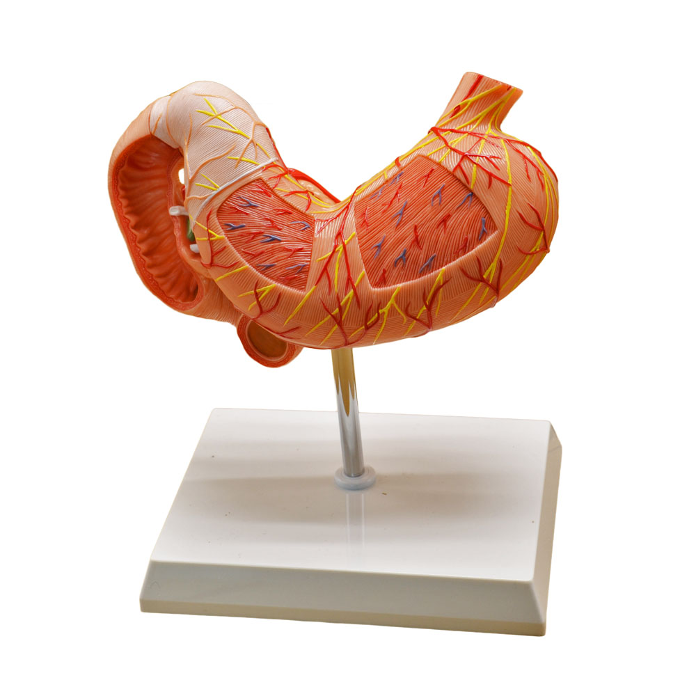 Modelo anatómico del estómago humano