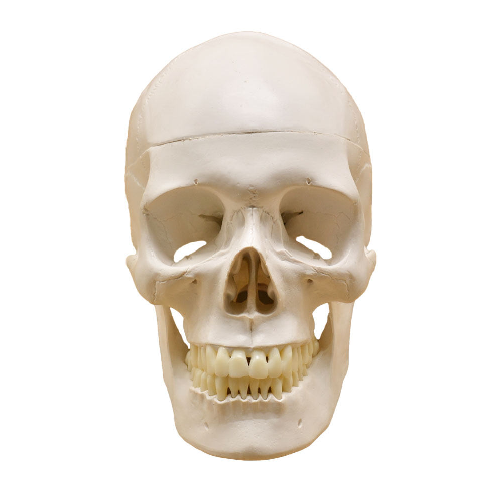 Modelo del cráneo humano con cerebro