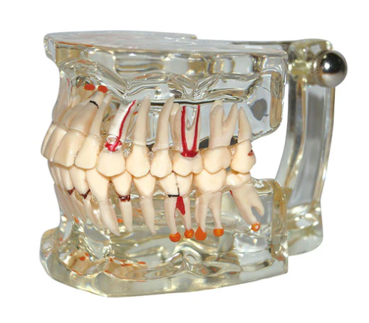 Modelo odontológico didático transparente