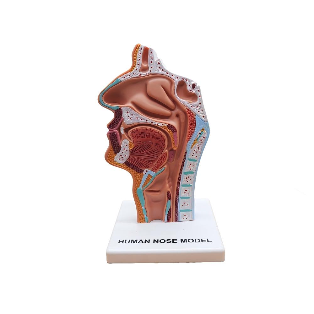 Modelo do nariz, boca e garganta humanos