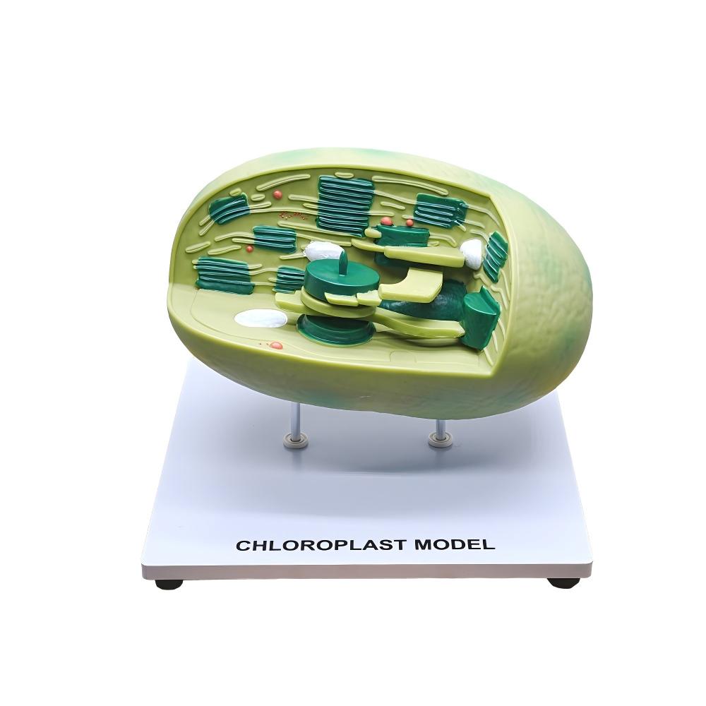 Modelo de la estructura del cloroplasto