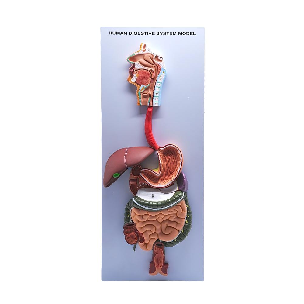 Modelo do sistema digestivo humano