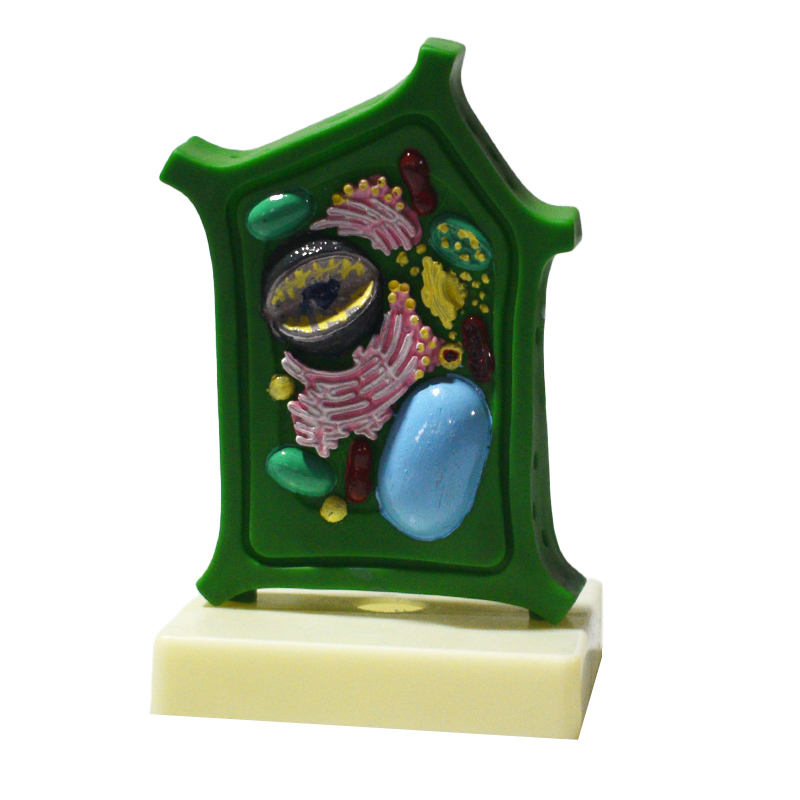 Modelo ampliado de célula vegetal