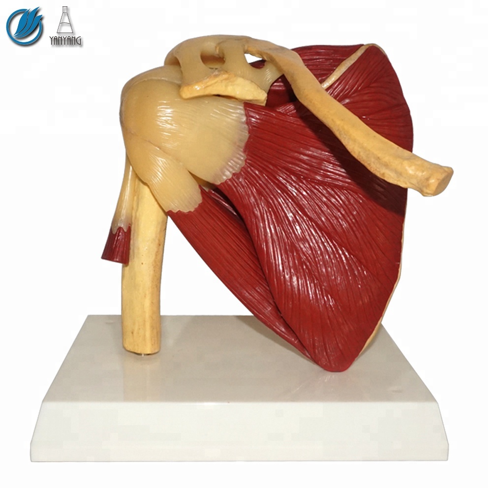 Modelo de la articulación del hombro con músculos