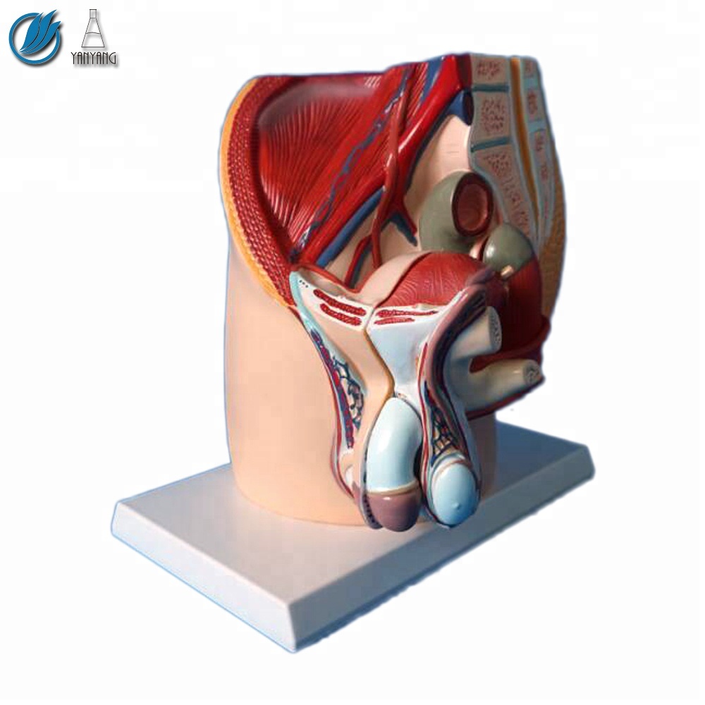 Modelo pélvico urogenital masculino