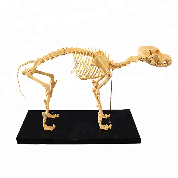 Modelo didáctico de esqueleto canino