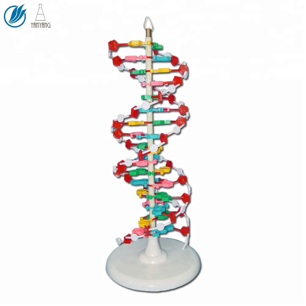 نموذج اللولب المزدوج للحمض النووي DNA على قاعدة دائرية